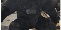 animatronic gorilla